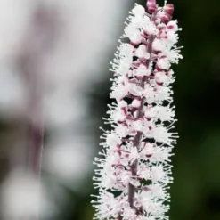 ACTAEA Simplex (Atropurpurea Group) 'James Compton'