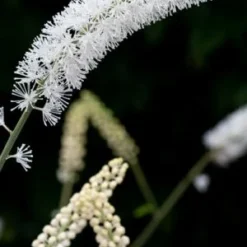 ACTAEA Matsumurae 'White Pearl'
