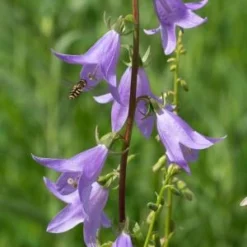 ADENOPHORA Pereskiifolia