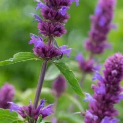 AGASTACHE 'Blue Boa' PBR