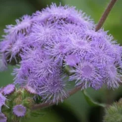 AGERATUM Petiolatum