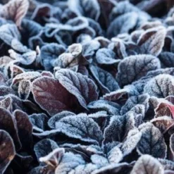 AJUGA Reptans 'Braunherz' -UK Garden Supplies Sales Shop ajuga reptans braunherz 290490