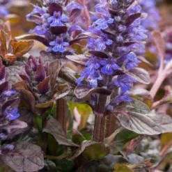 AJUGA Reptans 'Braunherz'