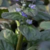 AJUGA Reptans 'Catlin's Giant' -UK Garden Supplies Sales Shop ajuga reptans catlin s giant 6190039