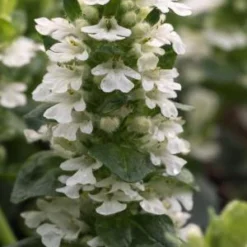 AJUGA Reptans 'John Pierpoint'