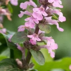 AJUGA Reptans 'Purple Torch'