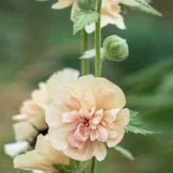 Front Page -UK Garden Supplies Sales Shop alcalthaea suffrutescens parkallee 8031162