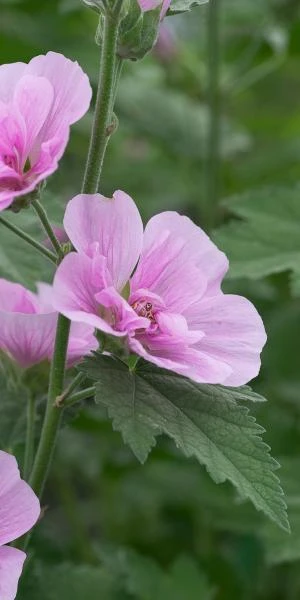 ALCALTHAEA Suffrutescens 'Parkrondell' 3 ALCALTHAEA Suffrutescens 'Parkrondell'