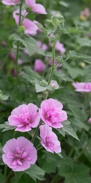 ALCALTHAEA Suffrutescens 'Parkrondell' 4 ALCALTHAEA Suffrutescens 'Parkrondell' - Image 2