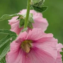 ALCEA Ficifolia Rosea