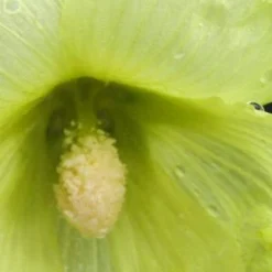 ALCEA Rugosa