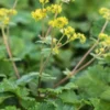 ALCHEMILLA Erythropoda -UK Garden Supplies Sales Shop alchemilla erythropoda 212628