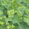 ALCHEMILLA Mollis -UK Garden Supplies Sales Shop alchemilla mollis 053006