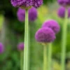 ALLIUM 'Ambassador' -UK Garden Supplies Sales Shop allium ambassador 6010518