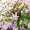 ALLIUM Canadense