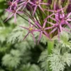 ALLIUM Cristophii -UK Garden Supplies Sales Shop allium cristophii 5220582