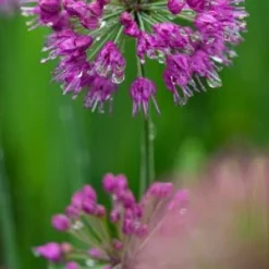 ALLIUM 'Lavender Bubbles'