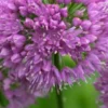 ALLIUM 'Millennium' -UK Garden Supplies Sales Shop allium millenium 8020099