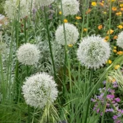 STIPA Gigantea -UK Garden Supplies Sales Shop allium mount everest 5260660 1