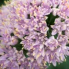 ALLIUM Senescens Subsp. Glaucum -UK Garden Supplies Sales Shop allium senescens subsp 2