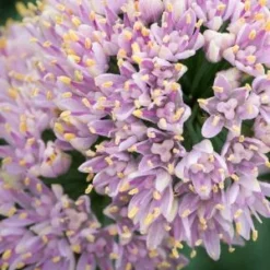 ALLIUM Senescens Subsp. Glaucum