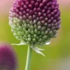 ALLIUM Sphaerocephalon -UK Garden Supplies Sales Shop allium sphareocephalon