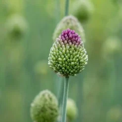 ALLIUM Sphaerocephalon -UK Garden Supplies Sales Shop allium sphareocephalon 6280553
