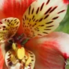 ALSTROEMERIA 'Inca Husky' (Inca Series) PBR