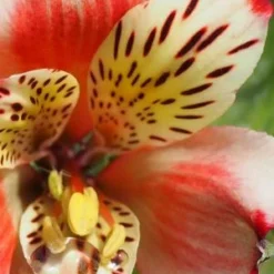 ALSTROEMERIA 'Inca Husky' (Inca Series) PBR