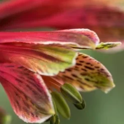 ALSTROEMERIA Psittacina 'Royal Star' 5 ALSTROEMERIA Psittacina 'Royal Star' -UK Garden Supplies Sales Shop alstromeria psittacina royal star 7110158