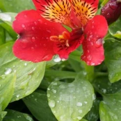 ALSTROEMERIA 'Inca Vito' (Inca Series) PBR