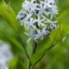 AMSONIA Ciliata -UK Garden Supplies Sales Shop amsonia ciliata 6040022