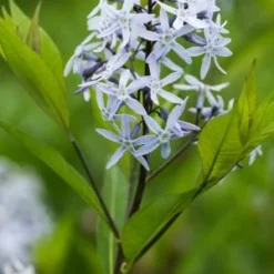 AMSONIA Ciliata