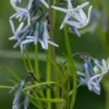 AMSONIA 'Ernst Pagels' -UK Garden Supplies Sales Shop amsonia ernst pagels 5060545