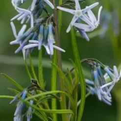 AMSONIA 'Ernst Pagels'