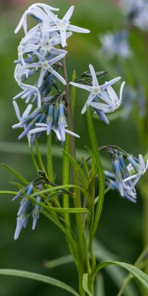 AMSONIA 'Ernst Pagels' 3 AMSONIA 'Ernst Pagels'