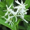 AMSONIA Illustris -UK Garden Supplies Sales Shop amsonia illustris