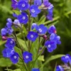ANCHUSA Azurea 'Loddon Royalist' -UK Garden Supplies Sales Shop anchusa azurea loddon royalist 5180017 2 2