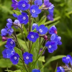 ANCHUSA Azurea 'Loddon Royalist'