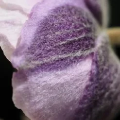 ANEMONE 'Dreaming Swan' PBR 7 ANEMONE 'Dreaming Swan' PBR -UK Garden Supplies Sales Shop anemone dreaming swan