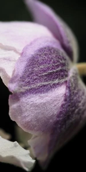 ANEMONE 'Dreaming Swan' PBR 5 ANEMONE 'Dreaming Swan' PBR - Image 3