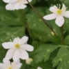 ANEMONE Flaccida 2 ANEMONE Flaccida -UK Garden Supplies Sales Shop anemone flaccida 3280480