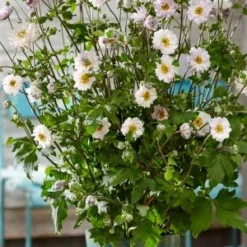 ANEMONE 'Frilly Knickers' -UK Garden Supplies Sales Shop anemone frilly knickers s 3