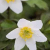 ANEMONE Nemorosa -UK Garden Supplies Sales Shop anemone nemorosa 3200006