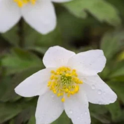 ANEMONE Nemorosa