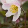 ANEMONE Nemorosa Flushed Rose Pink -UK Garden Supplies Sales Shop anemone nemorosa flushed pink 4100445