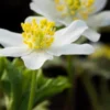 ANEMONE Nemorosa 'Lychette' -UK Garden Supplies Sales Shop anemone nemorosa lychette 2020255