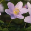 ANEMONE Nemorosa 'Robinsoniana' -UK Garden Supplies Sales Shop anemone nemorosa robinsoniana 4061016