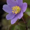 ANEMONE Nemorosa 'Royal Blue' -UK Garden Supplies Sales Shop anemone nemorosa royal blue 3250292
