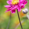 ANEMONE Hupehensis Var. Japonica 'Pamina' -UK Garden Supplies Sales Shop anemone pamina 8040030 2
